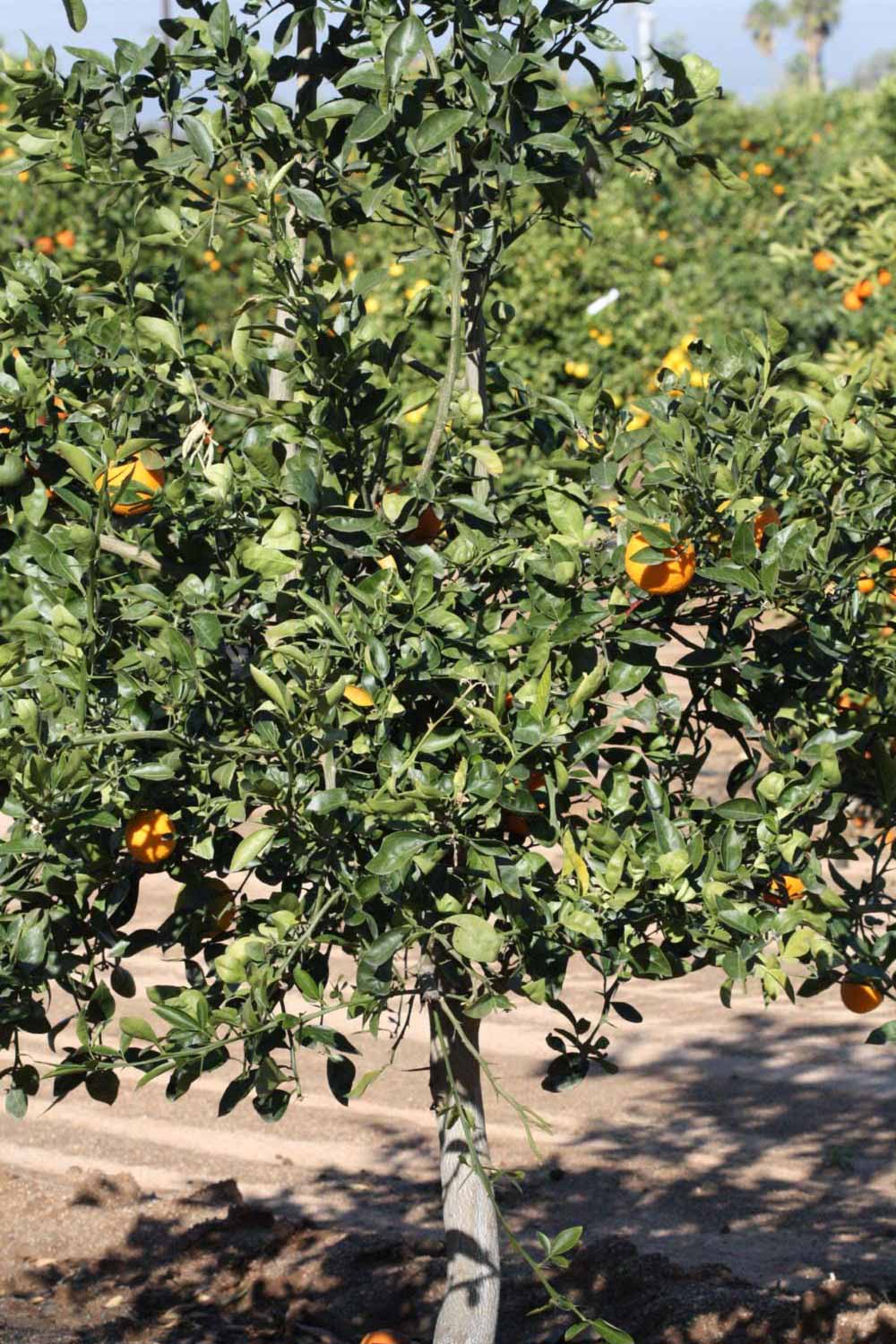              Habit (Riverside, CA)       